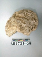 藏品(貝殼)的圖片